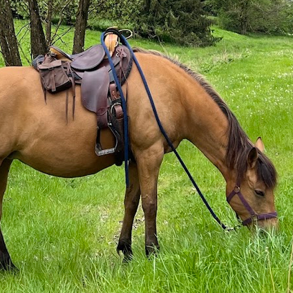 roc-Sattel auf Ute Simons Pferd